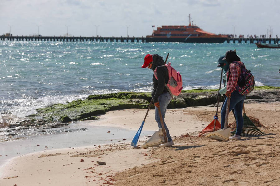 En Solidaridad hay playas  limpias de sargazo