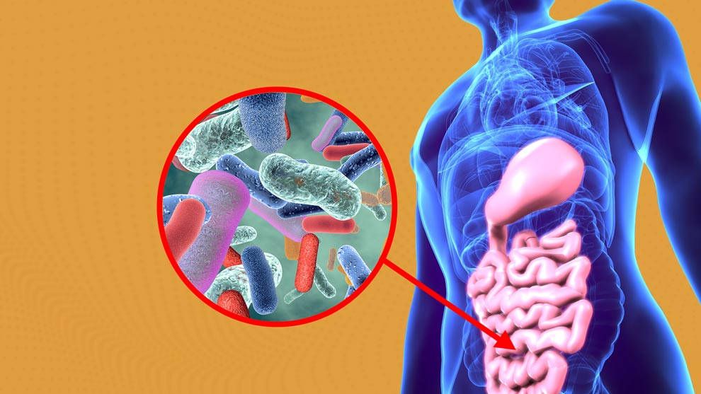 Estudian relación entre obesidad y microbiota intestinal