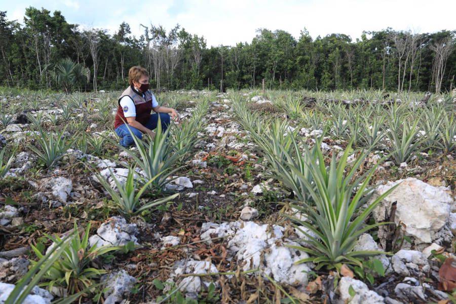 Gobierno de Solidaridad refuerza el desarrollo comunitario con "Huertos de Traspatio"