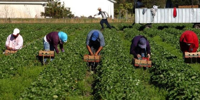 Mantendrá Canadá ingreso de jornaleros mexicanos