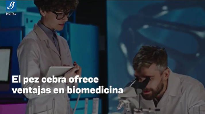 El pez cebra es de gran utilidad en biomedicina y neurociencias