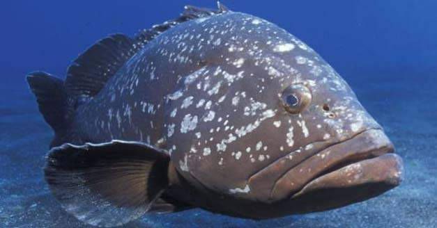 Inicia el 1 de abril captura de mero en Golfo de México y mar Caribe