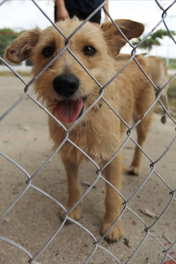 Abre municipio santuario para animales rescatados en Bellavista