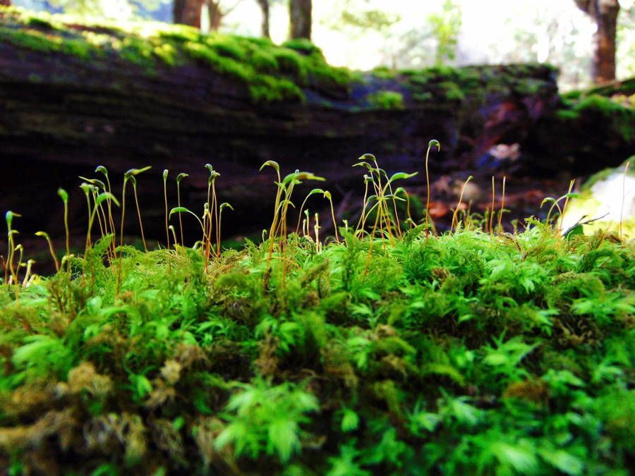 Microbosques, una alternativa para evitar el cambio climático