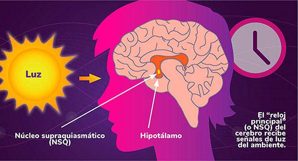 Los órganos y tejidos del cuerpo tienen relojes moleculares