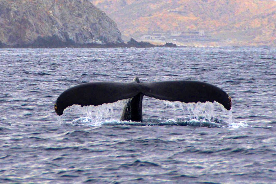 Los mares son la clave y la solución para la vida en el planeta