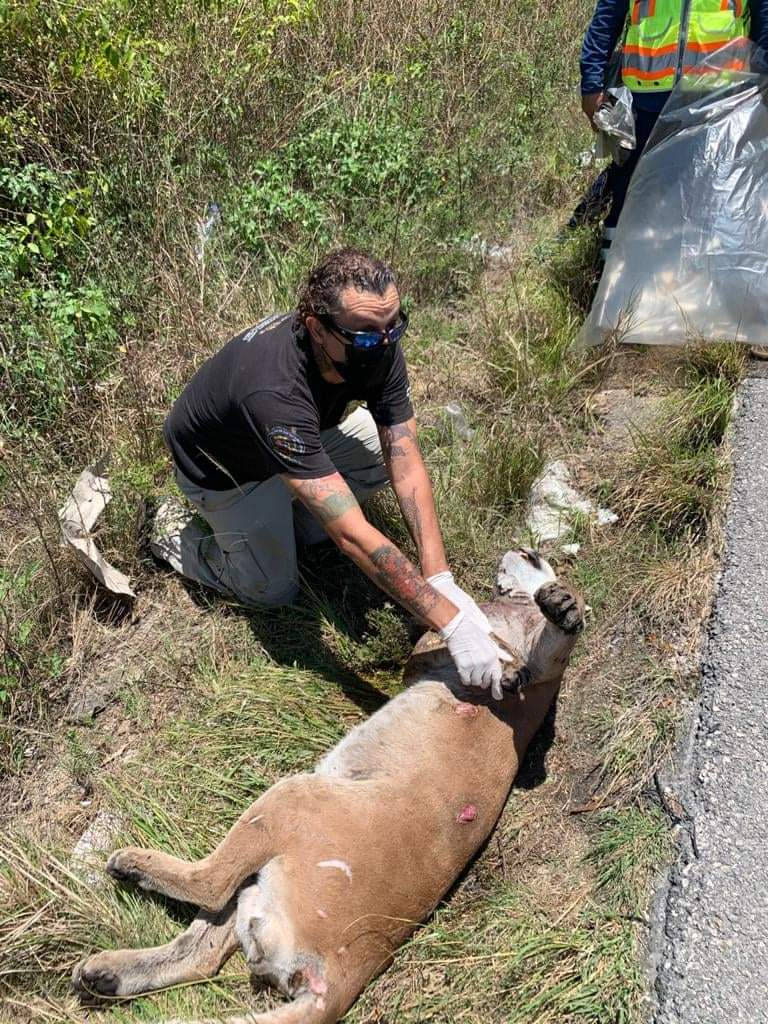 Atropellan a puma macho en la carretera federal