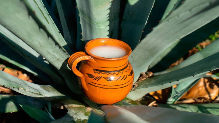 Descubren propiedades anticancerígenas del pulque