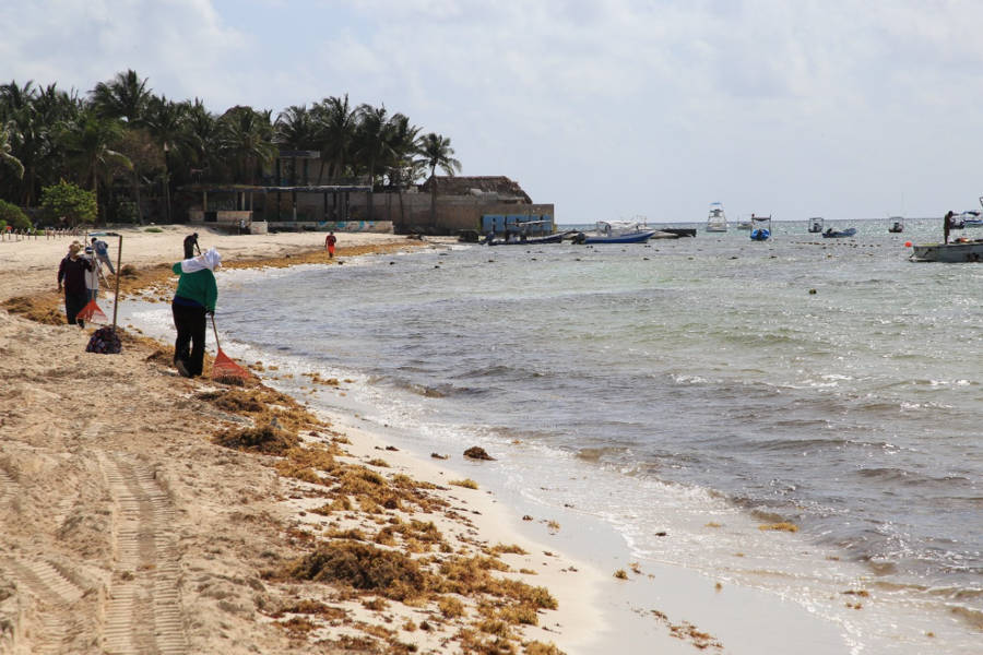 Solidaridad cuida sus playas con atención permanente al sargazo