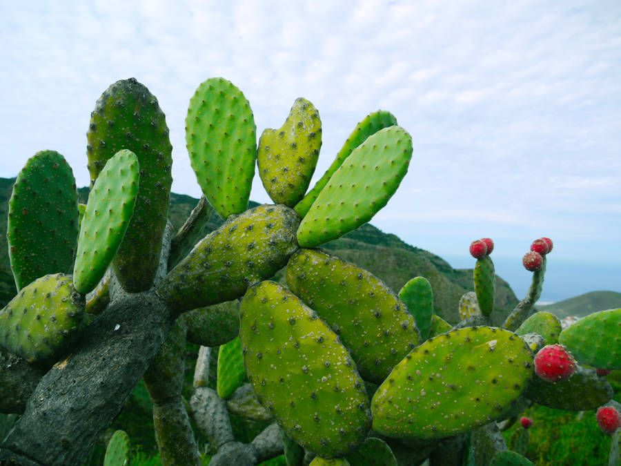 Cerca de México "Palomilla devora nopales"