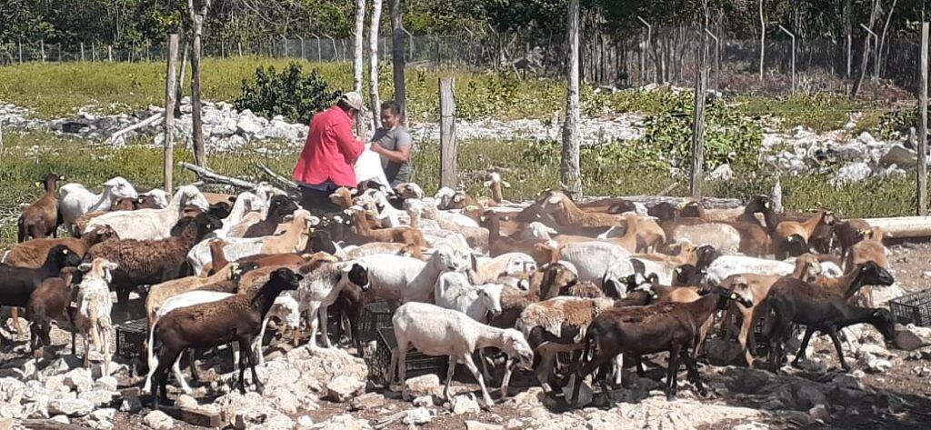 Incentiva gobierno de Laura Beristain producción ganadera de Solidaridad