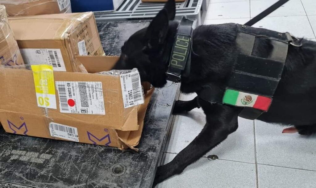 Binomio canino descubre marihuana en empresa de paquetería
