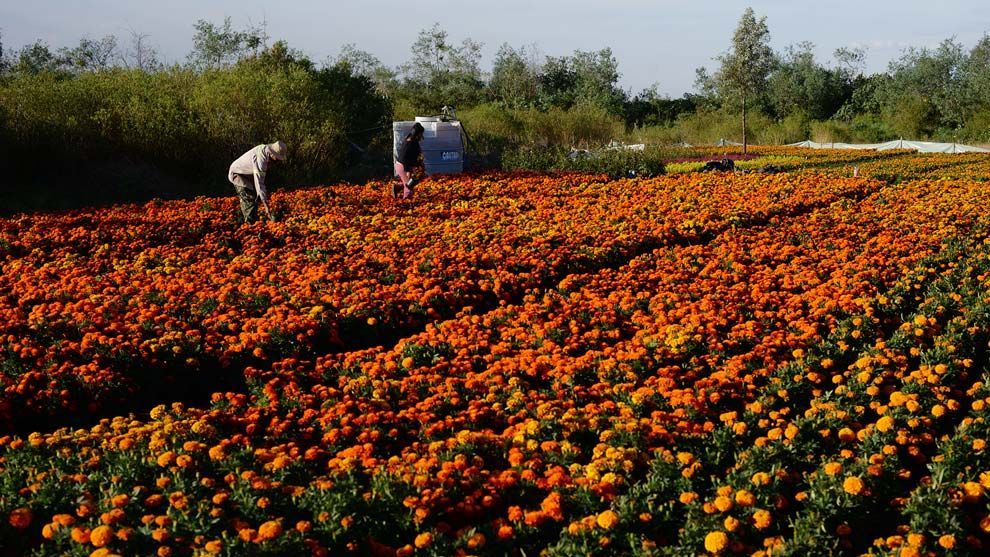 Cempasúchil, nuestra flor que agoniza