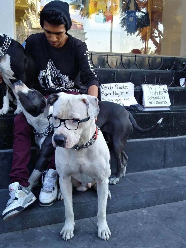 Educación e información son esenciales para convivir con animales de compañía