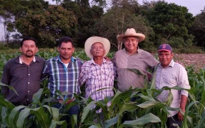 Ofrece Agricultura nuevas y mejores variedades de maíz