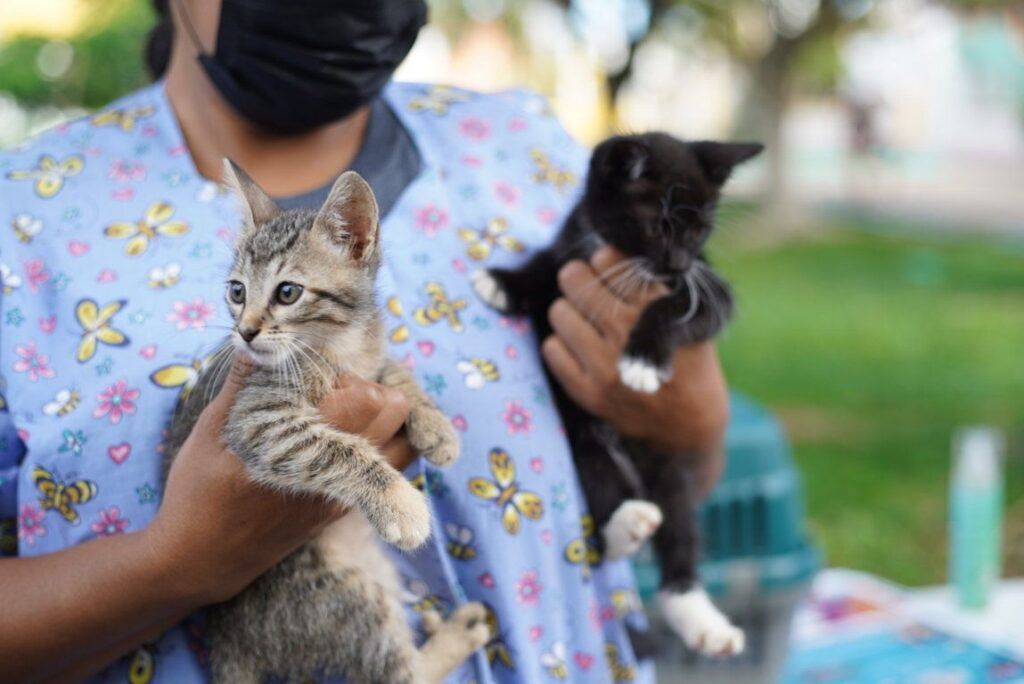 Trabaja Cozumel en materia de bienestar animal y salud pública.

