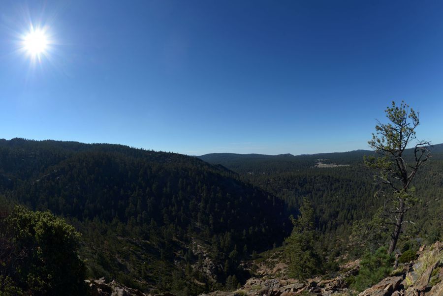 Regeneración natural de bosques hace frente a la deforestación