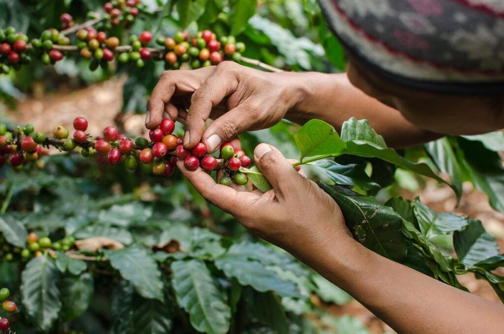 Caficultores sin beneficios por repunte de precios