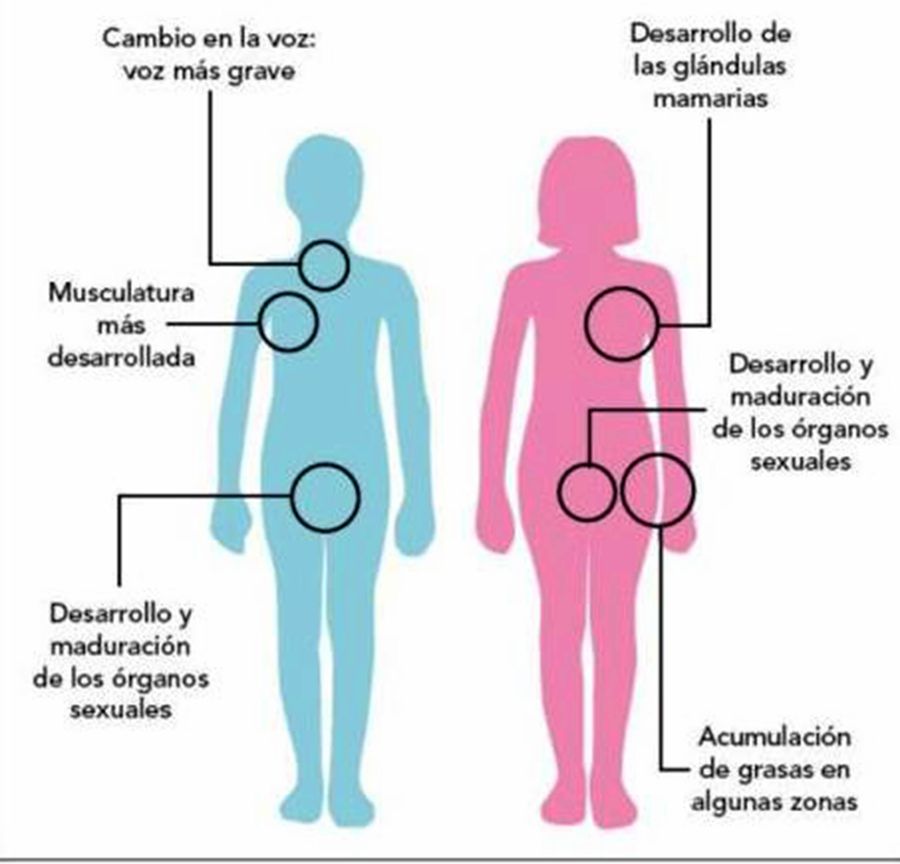 La relación entre estatura y el entorno en el que crecemos