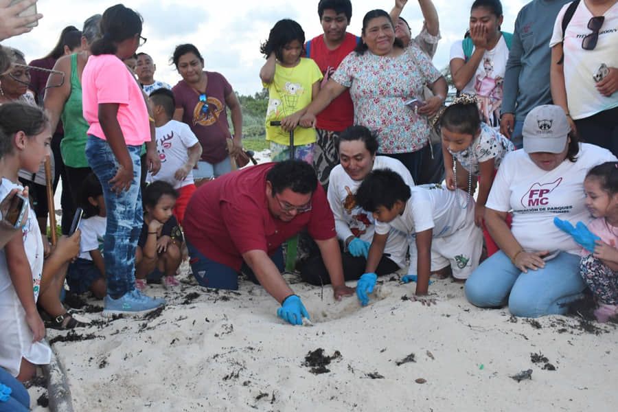 Liberan en Cozumel crías de tortugas marinas