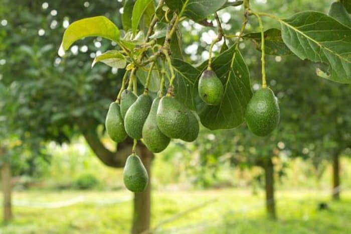 La obsesión de EE. UU. con el aguacate está acabando con los bosques mexicanos