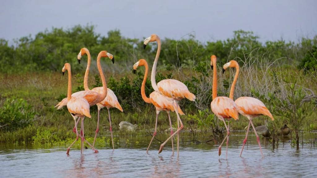 Registran la llegada de flamencos rosados a Punta Sur