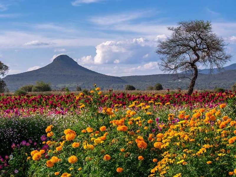 Deforestación, pérdida de biodiversidad y contaminación, desafíos ambientales de México