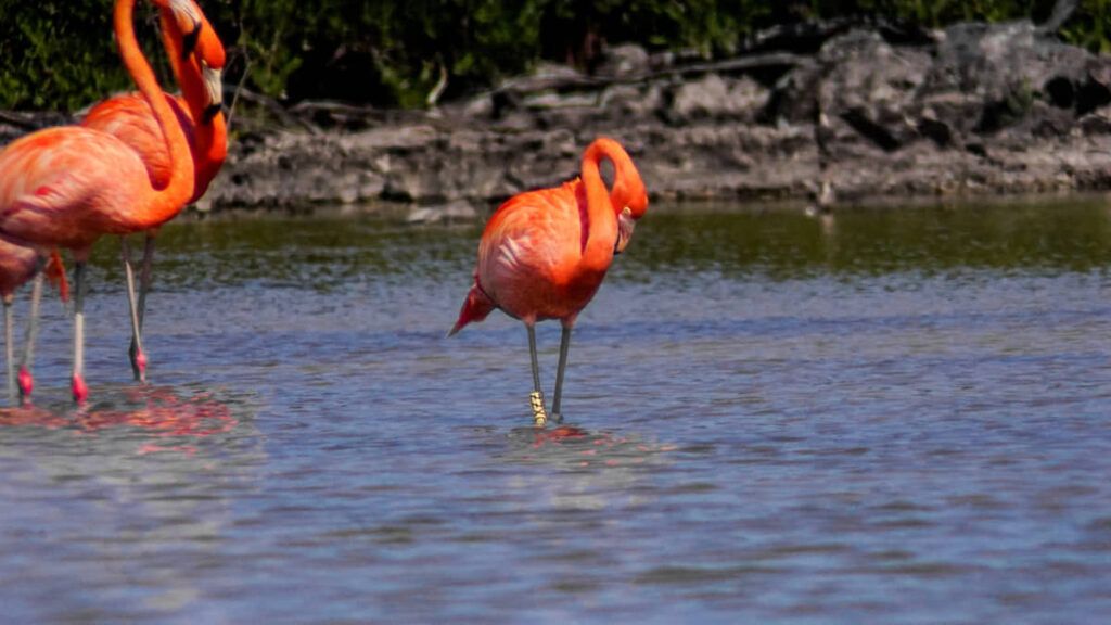 El regreso de “Rube” destaca la salud ecológica de Punta Sur