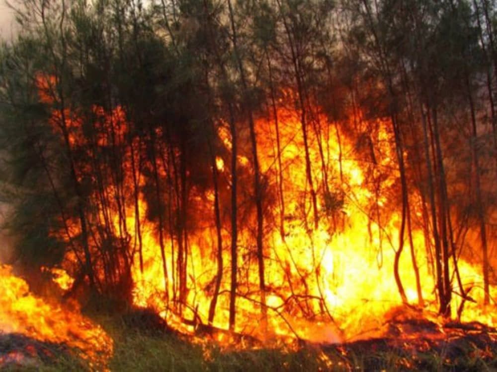 Hay 53 incendios forestales activos en México